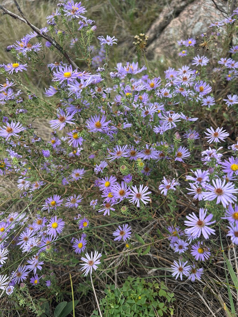 A dense mound of violet aromatic aster flowers with yellow centers