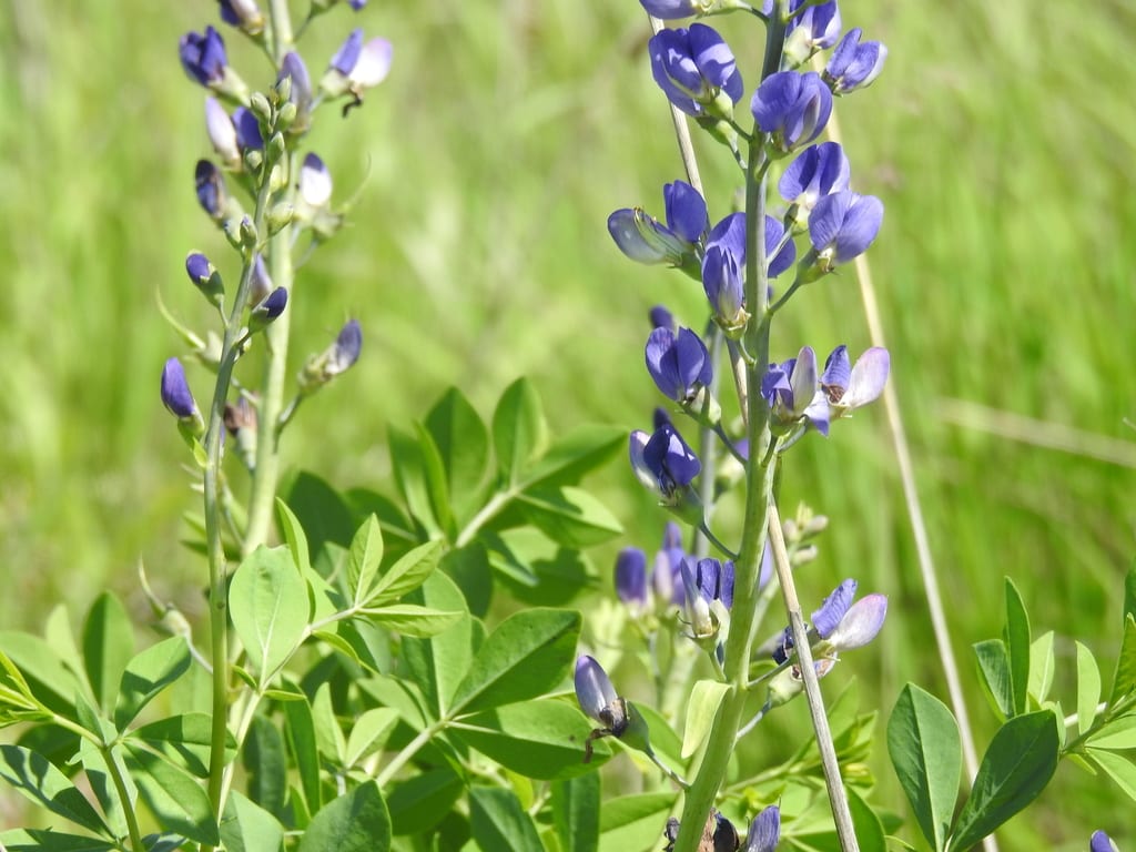 Blue wild indigo flower spikes above blue-green foliage