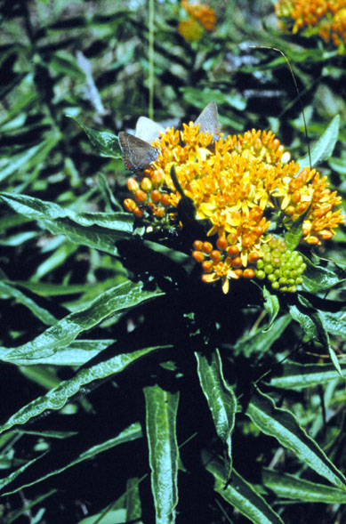 Orange butterfly weed flower clusters above narrow green leaves