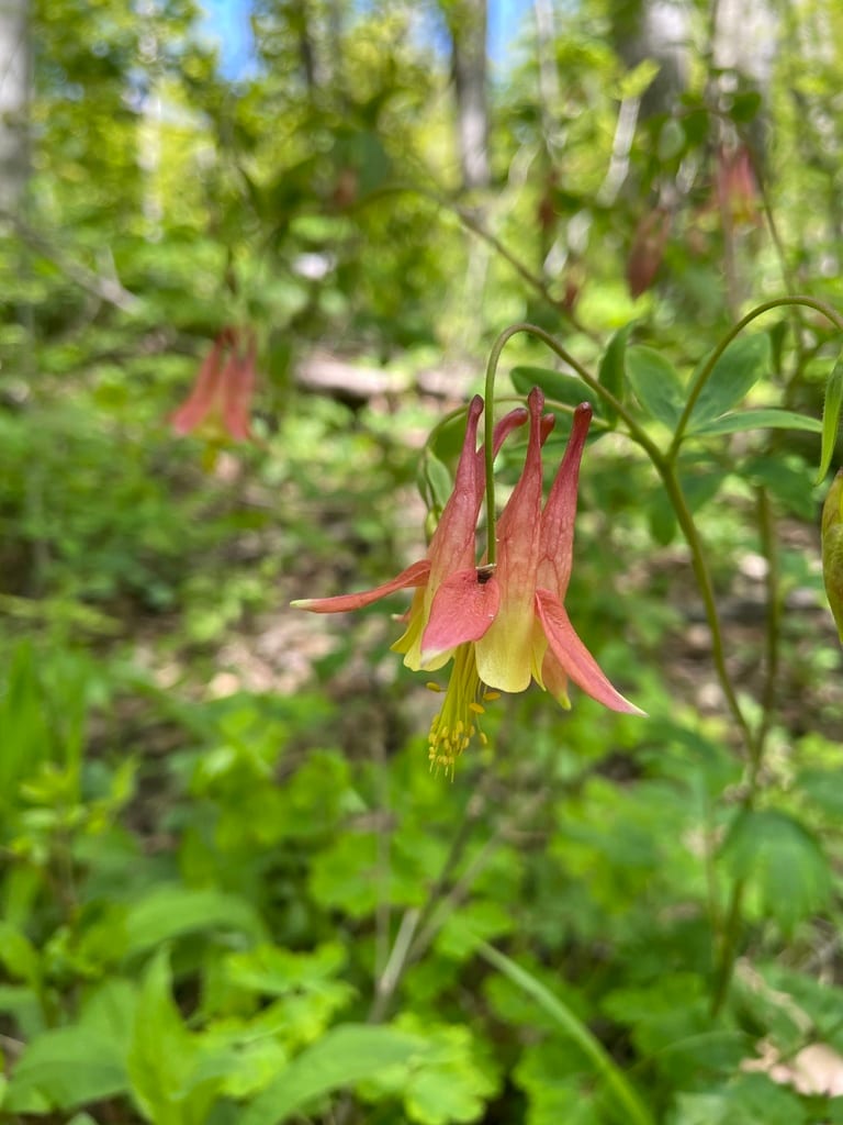 A red-and-yellow eastern red columbine flower hanging above woodland foliage