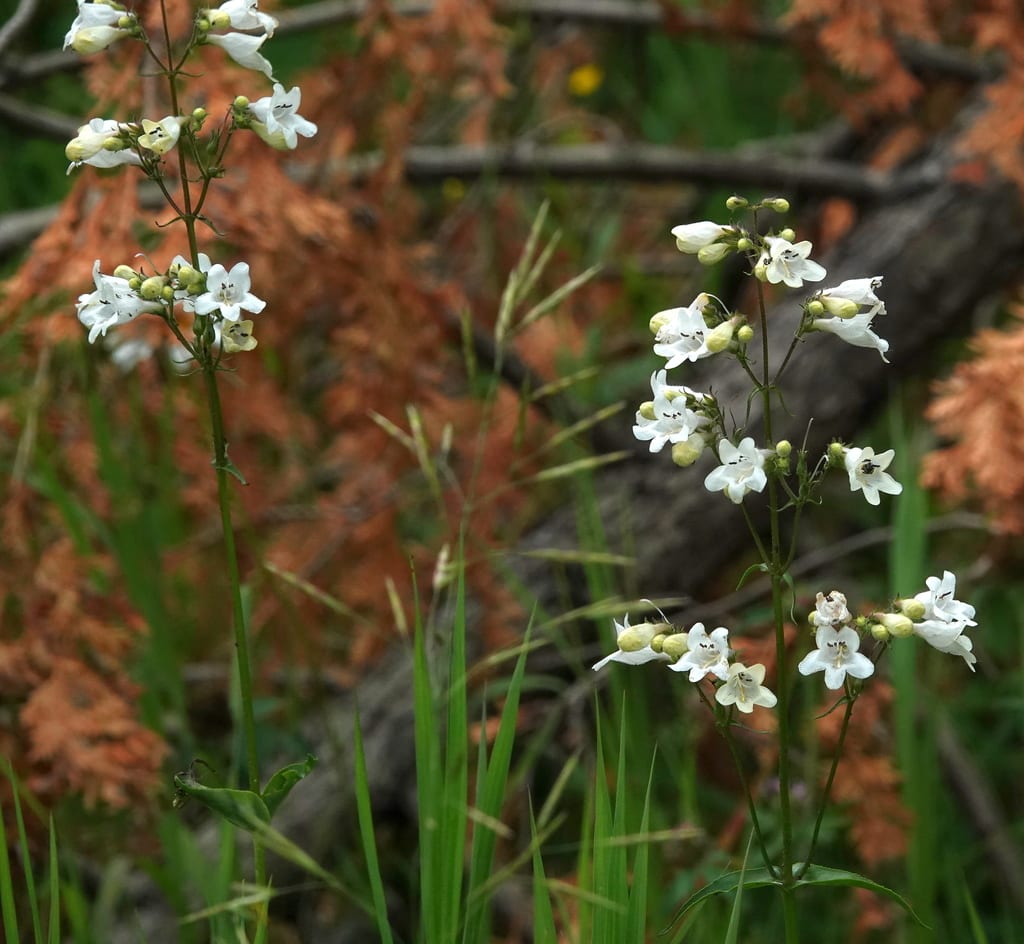 White foxglove beardtongue flowers on upright stems in a woodland opening