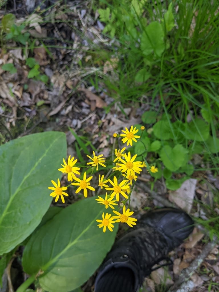 Golden ragwort flowers rising above broad green basal leaves