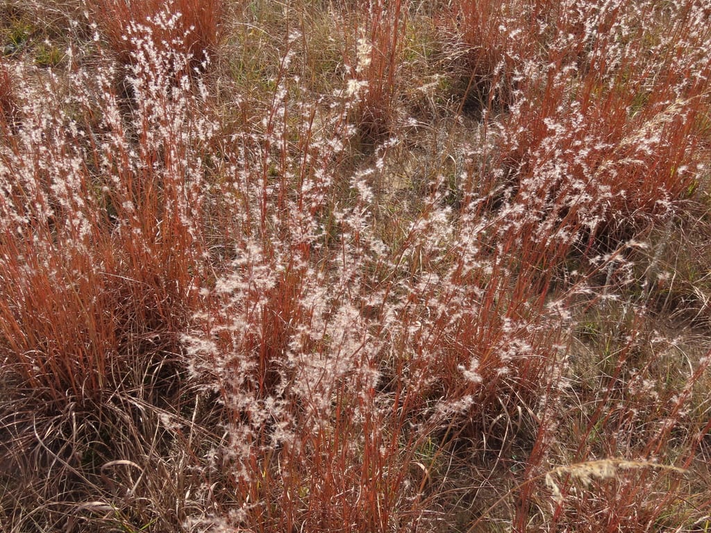 Copper-red little bluestem stems and pale seedheads in autumn