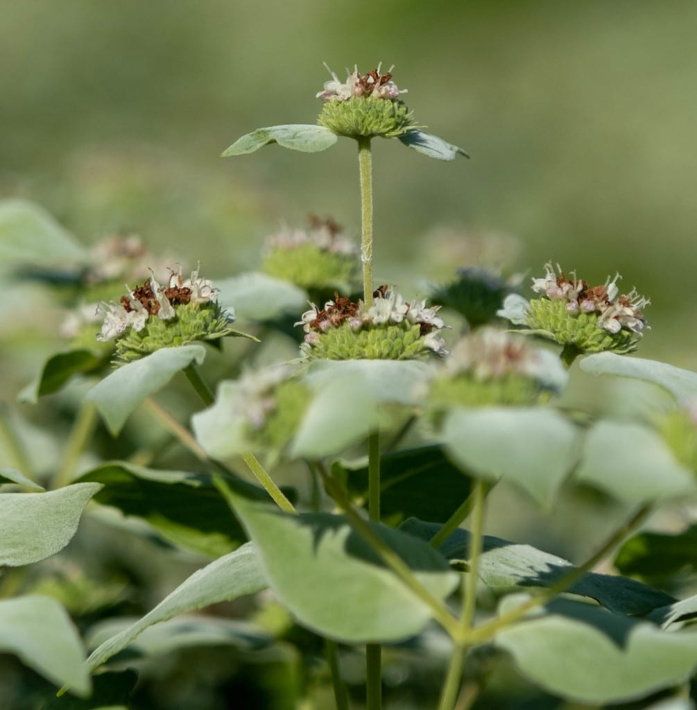 Silvery clustered mountain mint foliage and rounded flower heads