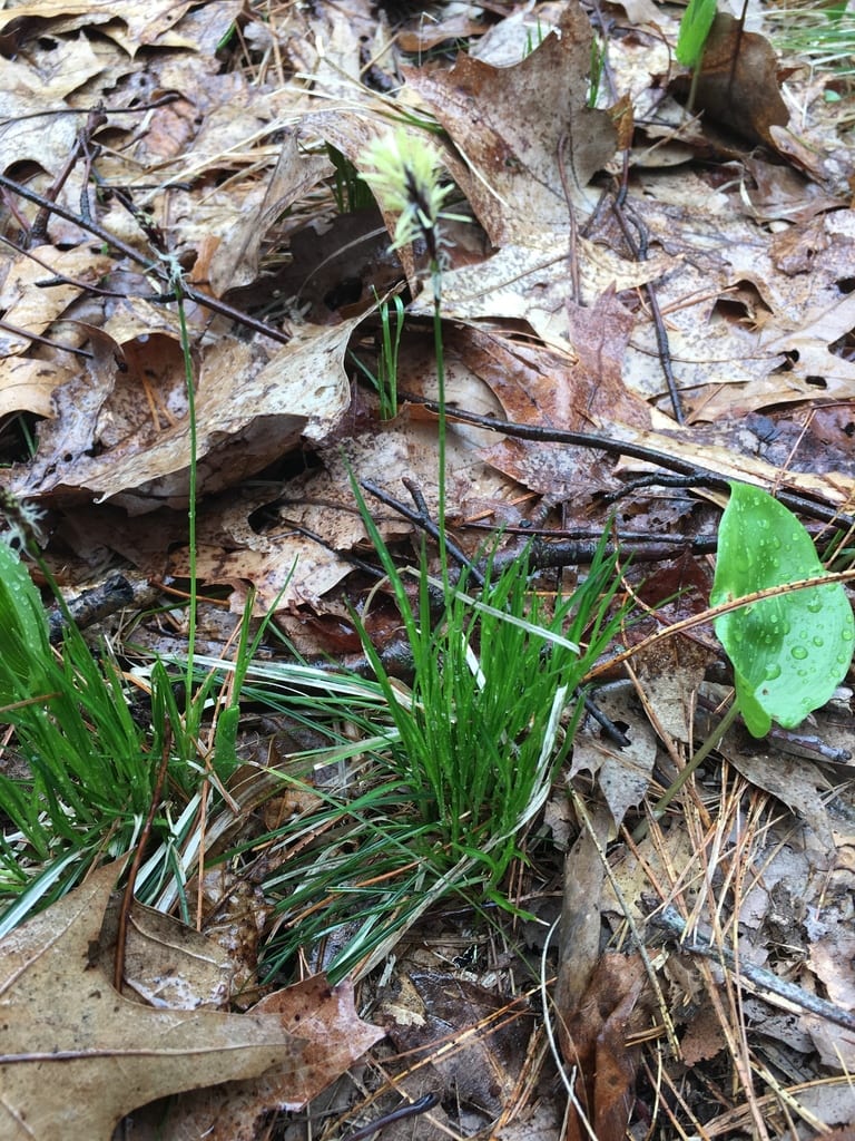 Fine green Pennsylvania sedge clumps growing through woodland leaf litter