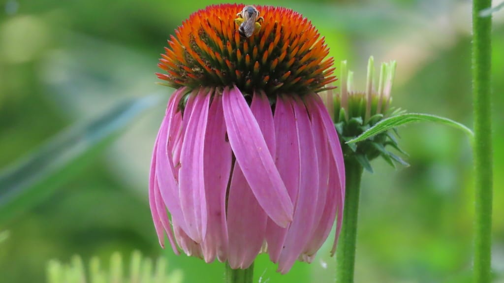Pink purple coneflower bloom with an orange cone and visiting bee