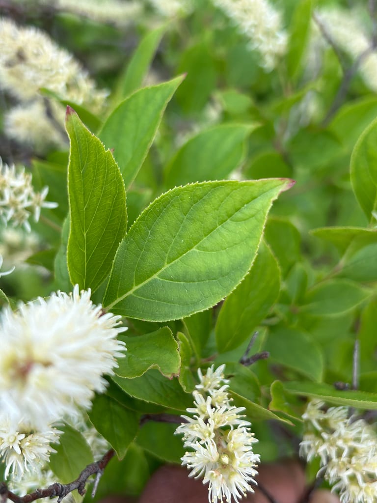 White Virginia sweetspire flower clusters among fresh green leaves