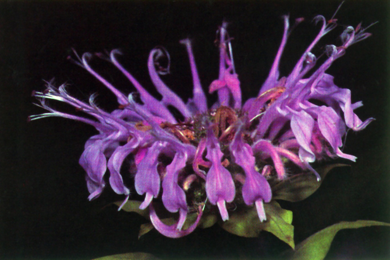Lavender wild bergamot flower against a dark background